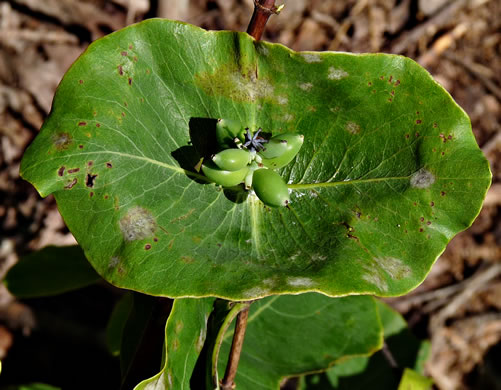 image of Lonicera flava, Yellow Honeysuckle