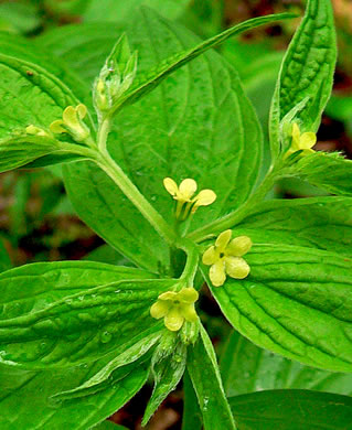 image of Lithospermum latifolium, American Gromwell, Broadleaf Gromwell, Broadleaf Puccoon