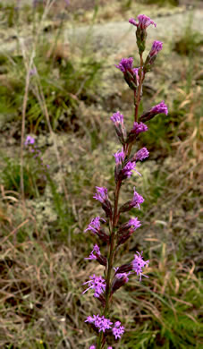 image of Liatris microcephala, Narrowleaf Blazing-star, Smallhead Blazing-star