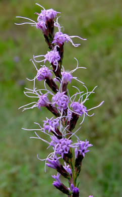 image of Liatris microcephala, Narrowleaf Blazing-star, Smallhead Blazing-star