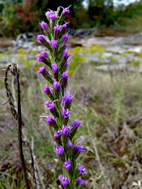 image of Liatris microcephala, Narrowleaf Blazing-star, Smallhead Blazing-star