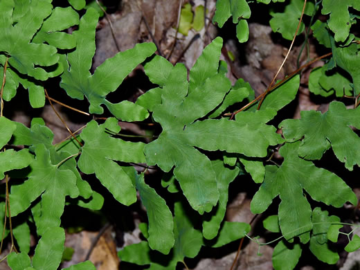 image of Lygodium palmatum, American Climbing Fern