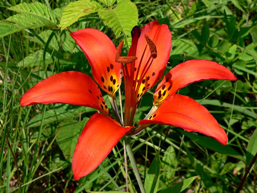 image of Lilium philadelphicum var. philadelphicum, Eastern Wood Lily, Appalachian Wood Lily