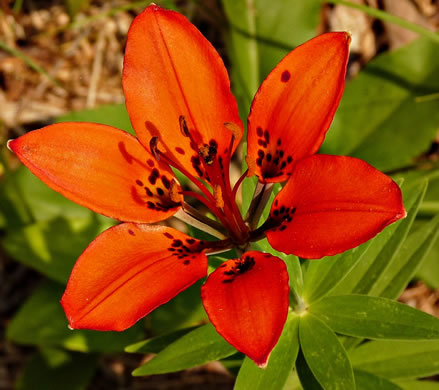 image of Lilium philadelphicum var. philadelphicum, Eastern Wood Lily, Appalachian Wood Lily