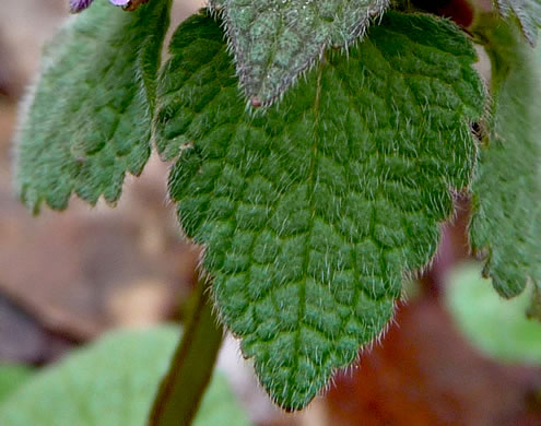 leaf or frond of Lamium purpureum, Purple Deadnettle, Red Deadnettle
