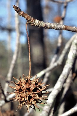 image of Liquidambar styraciflua, Sweetgum