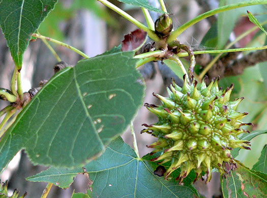 image of Liquidambar styraciflua, Sweetgum