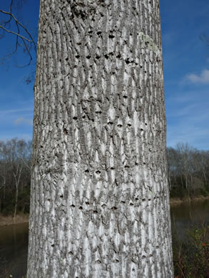 image of Liriodendron tulipifera var. tulipifera, Tuliptree, Yellow Poplar, Whitewood