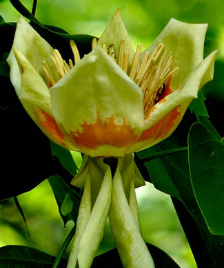 image of Liriodendron tulipifera var. tulipifera, Tuliptree, Yellow Poplar, Whitewood