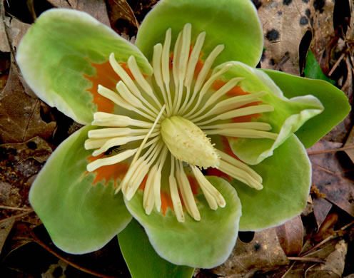 image of Liriodendron tulipifera var. tulipifera, Tuliptree, Yellow Poplar, Whitewood