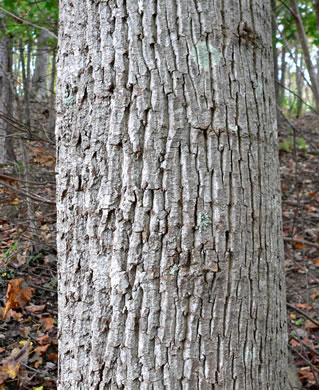 image of Liriodendron tulipifera var. tulipifera, Tuliptree, Yellow Poplar, Whitewood