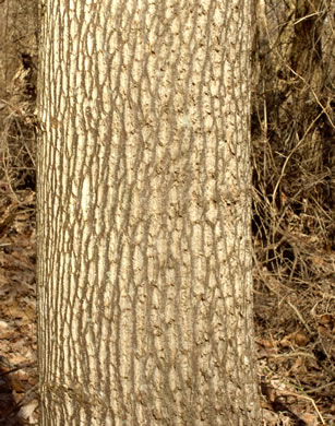 image of Liriodendron tulipifera var. tulipifera, Tuliptree, Yellow Poplar, Whitewood
