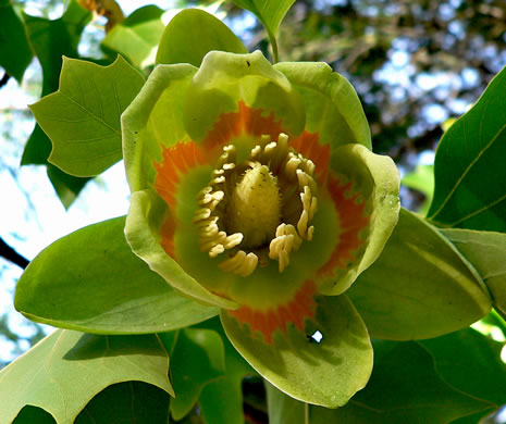 image of Liriodendron tulipifera var. tulipifera, Tulip-tree, Yellow Poplar, Whitewood