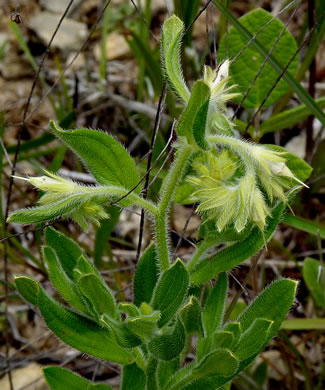 image of Lithospermum virginianum, Virginia Marbleseed, Virginia False Gromwell