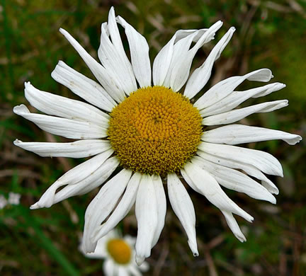 image of Leucanthemum vulgare, Oxeye Daisy, Common Daisy