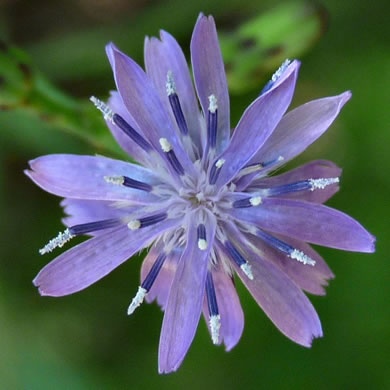 image of Lactuca floridana, Woodland Lettuce