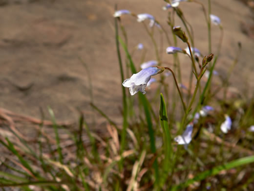 image of Lindernia monticola, Flatrock Pimpernel, Riverbank Pimpernel, False Pimpernel, Piedmont Pimpernel