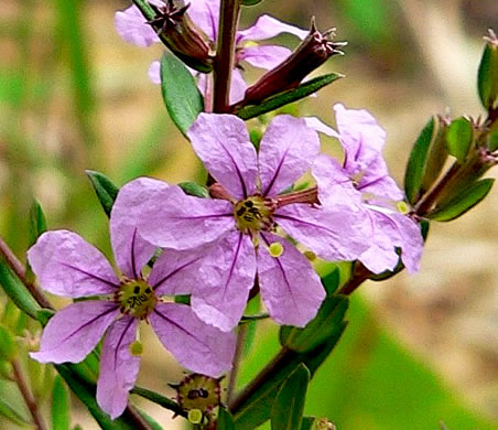 image of Lythrum alatum, Northern Winged Loosestrife