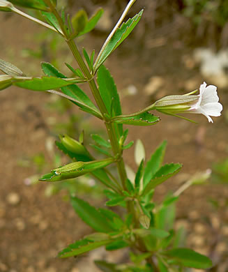 image of Mecardonia acuminata var. acuminata, Mecardonia, Common Axilflower
