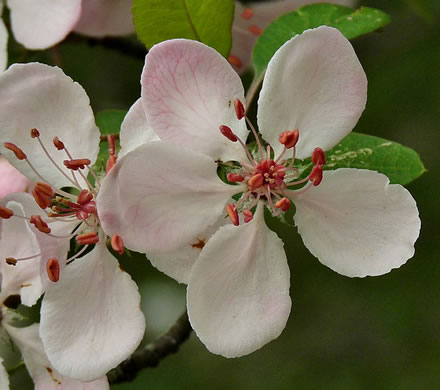 image of Malus angustifolia, Southern Crabapple, Wild Crabapple