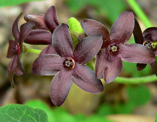 image of Matelea carolinensis, Carolina Spinypod, Climbing Milkweed, Climbing Milkvine, Maroon Carolina Milkvine