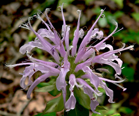 image of Monarda fistulosa +, Wild Bergamot