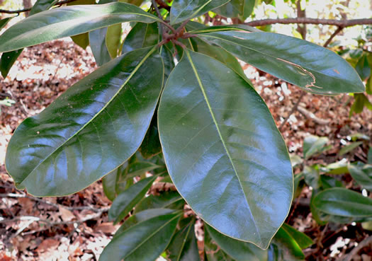 image of Magnolia grandiflora, Southern Magnolia, Bull Bay