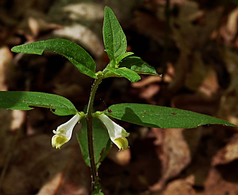 image of Melampyrum lineare, Cow-wheat