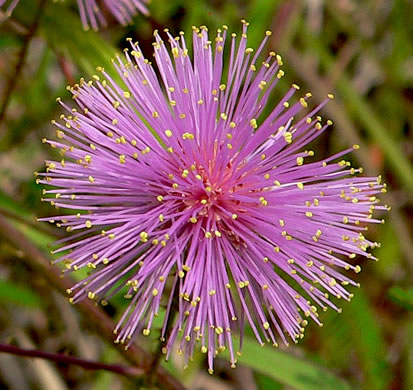 flower of Mimosa microphylla, Littleleaf Sensitive-briar, Eastern Sensitive-briar
