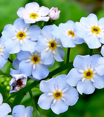 image of Myosotis scorpioides, Water Scorpion-grass, True Forget-me-not