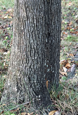 image of Malus angustifolia, Southern Crabapple, Wild Crabapple