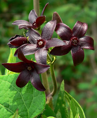 image of Matelea carolinensis, Carolina Spinypod, Climbing Milkweed, Climbing Milkvine, Maroon Carolina Milkvine