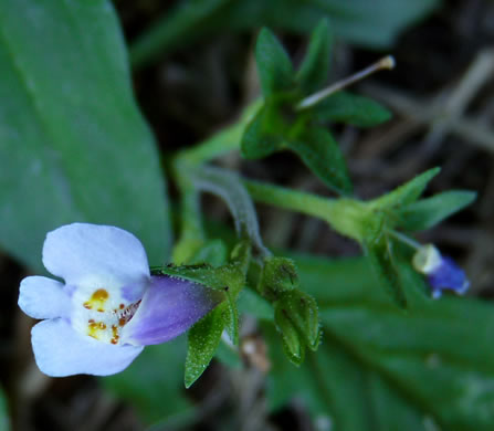 image of Mazus pumilus, Japanese Mazus