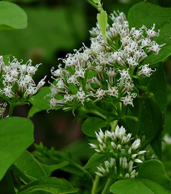 image of Mikania scandens, Climbing Hempweed