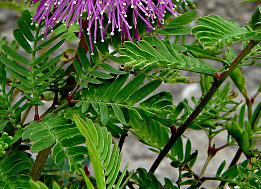 leaf or frond of Mimosa strigillosa, Mimosa Vine, Sensitive Vine, Powderpuff Mimosa, Vergonzosa