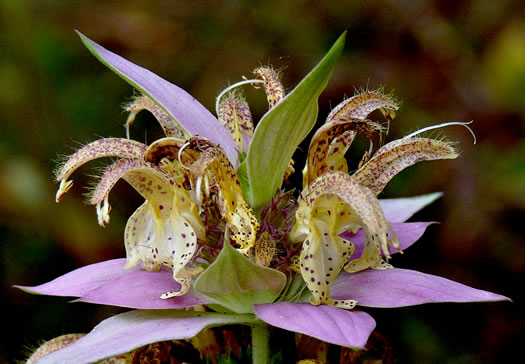 Eastern Horsemint