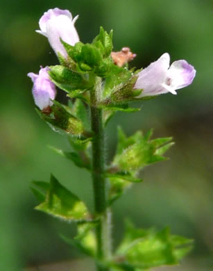 image of Mosla dianthera, Miniature Beefsteak-plant, Mosla