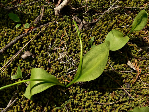 Ophioglossum engelmannii, Engelmann's Adder's-tongue, Limestone Adder's-tongue