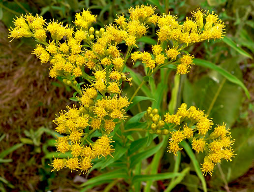 image of Solidago riddellii, Riddell's Goldenrod