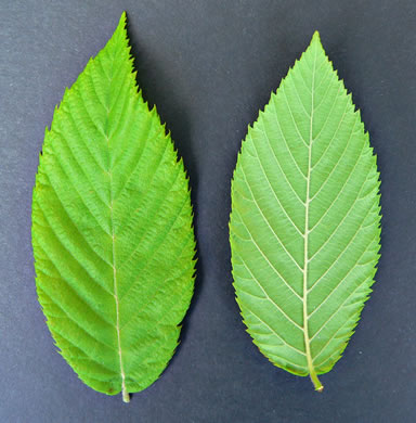 image of Ostrya virginiana, American Hop-hornbeam, Ironwood, Eastern Hop-hornbeam, Leverwood