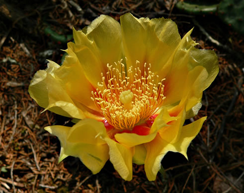 image of Opuntia cespitosa, Common Eastern Prickly-pear