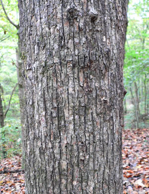 image of Ostrya virginiana, American Hop-hornbeam, Ironwood, Eastern Hop-hornbeam, Leverwood