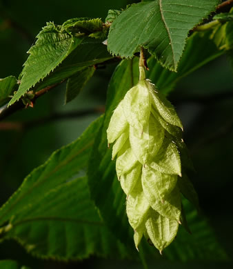 image of Ostrya virginiana, American Hop-hornbeam, Ironwood, Eastern Hop-hornbeam, Leverwood