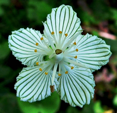 image of Parnassia asarifolia, Kidneyleaf Grass-of-Parnassus, Appalachian Grass-of-Parnassus, Brook Parnassia, Appalachian Parnassia