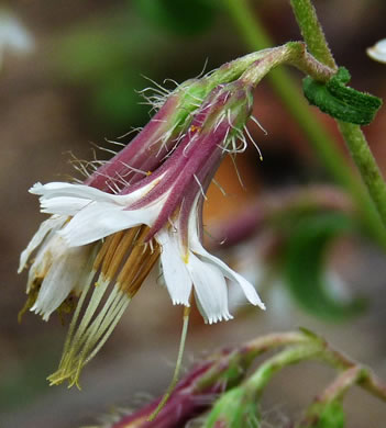 image of Nabalus barbatus, Barbed Rattlesnake-root, Flatwoods Rattlesnake-root, Prairie Lion’s-foot