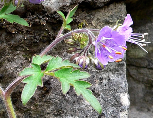 image of Phacelia bipinnatifida, Fernleaf Phacelia, Purple Phacelia, Forest Phacelia