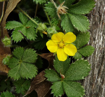 image of Potentilla canadensis, Dwarf Cinquefoil, Running Five-fingers