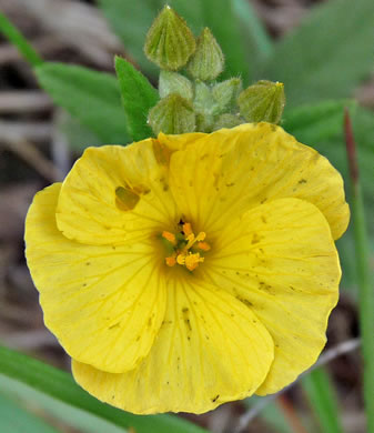 image of Piriqueta caroliniana, Carolina Piriqueta, Pitted Stripeseed