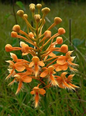 image of Platanthera ciliaris, Yellow Fringed Orchid