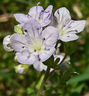 image of Phacelia dubia var. dubia, Appalachian Phacelia, Smallflower Phacelia, Small-flowered Scorpion Weed